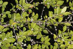 Eastern swamp privet